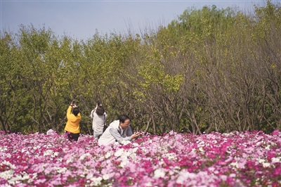 杭州这个口袋公园 看绝美波斯菊花海盛放