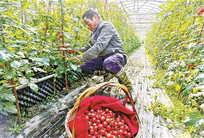 宁波镇海水果番茄提前两个月上市