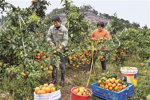 土地有流转租金 务工有工资收益 仙居：柑橘“甜蜜”丰收