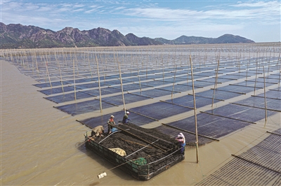苍南培育紫菜产业“金名片”  年产值近10亿元 惠及农户1500多户