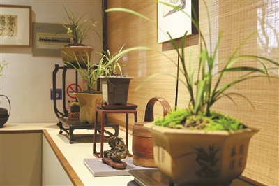 200余种展芳容 新品特别有看头 长三角“春兰姑娘”齐聚郭庄
