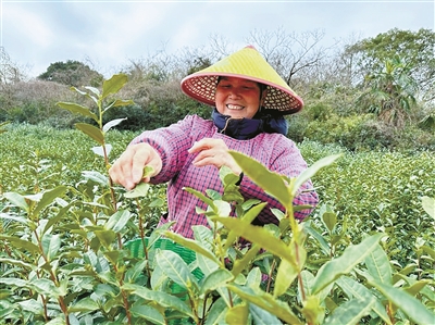 今年的第一杯春茶你喝了吗？  春晓“乌牛早”抢鲜开采