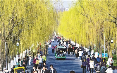 柳树萌芽 游人如织