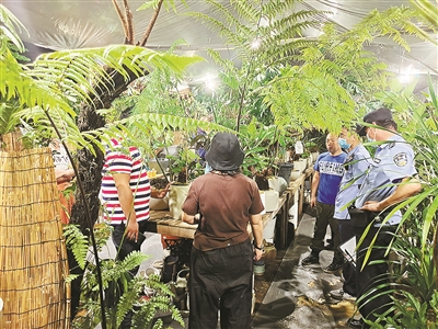 非法售卖“网红植物”金毛狗蕨，杭州一花鸟市场商铺老板被抓 400多公里，500多天 为植物“活化石”找了个“新家”