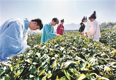 海曙“樱花+茶”  推动茶旅融合发展