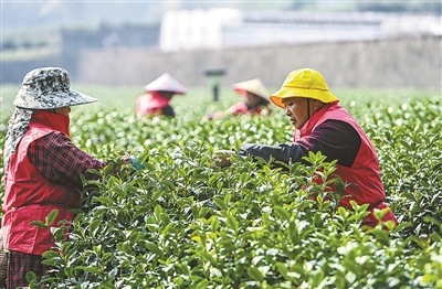 西湖龙井茶昨天正式开采 预计明起进入大规模采摘期，价格与往年持平