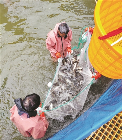 “一水双用”“鱼菜共生” 桐庐开启现代化农业新模式