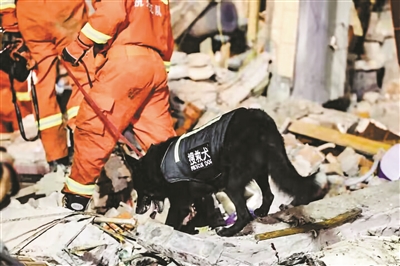 爱犬人士、有驯犬经验者优先 杭州消防公开招聘搜救犬助驯员