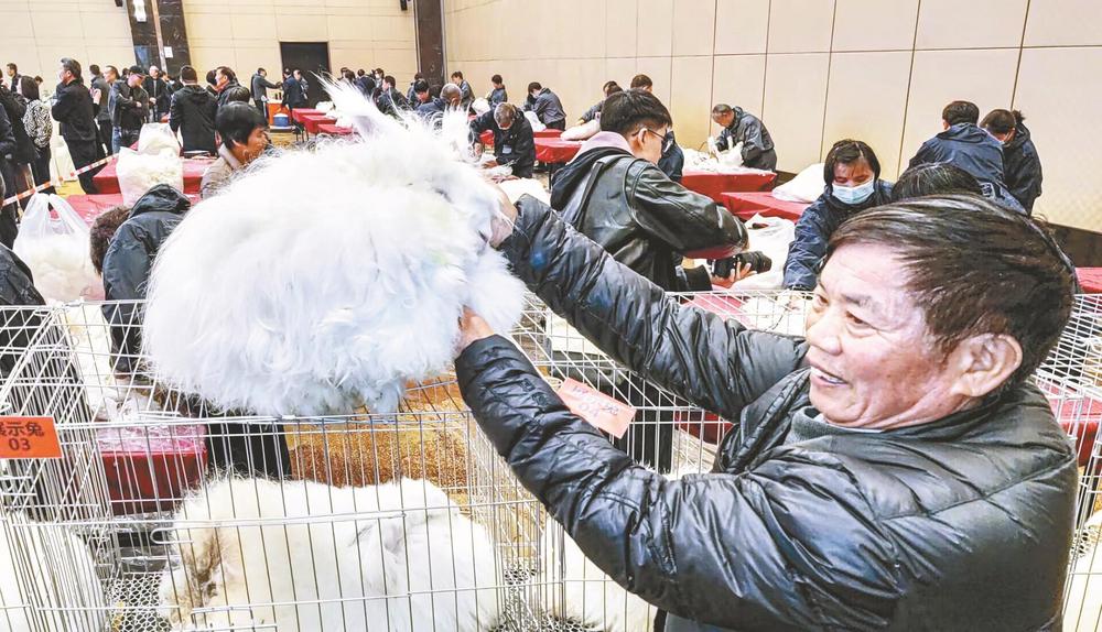 嵊州长毛兔 产毛量又创纪录
