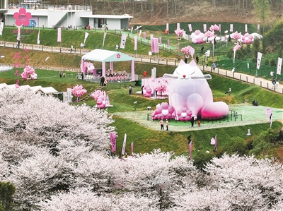 绍兴上虞：“中国最美樱花谷” 600亩樱花盛放