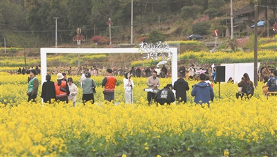 泰顺筱村油菜花节开幕
