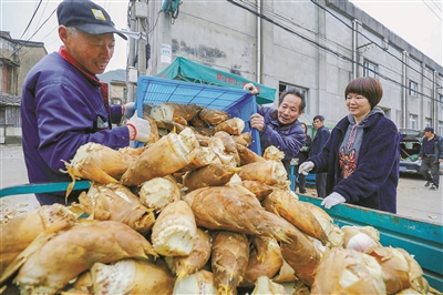 春笋节节拔高 林间美味上市