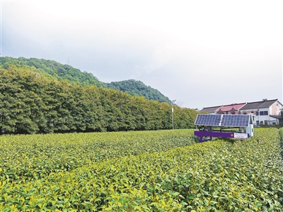 精准识别芽叶、一天工作18小时…… 当龙井茶遇上AI，“采茶新手”也能成劳模
