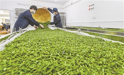 龙井春茶季进入尾声 茶农茶企制茶忙