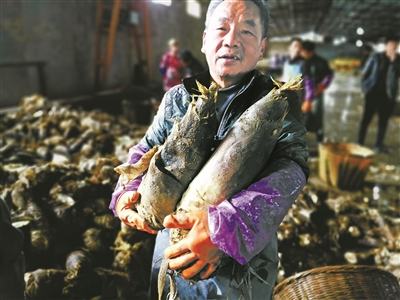 水煮笋抢“鲜”开煮 撑起竹乡“钱袋子”