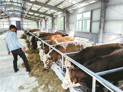 大凉山优质牛肉，即将端上宁波人的餐桌  历时近两年，甬凉东西部协作第一个畜牧全产业链项目形成闭环