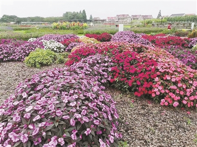用园林艺术让各国来宾感受杭州人的幸福 “花满杭城 香飘亚运”迎亚运花卉保供行业倡议会举行