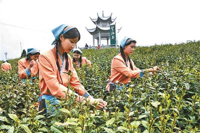 春意正浓茶飘香