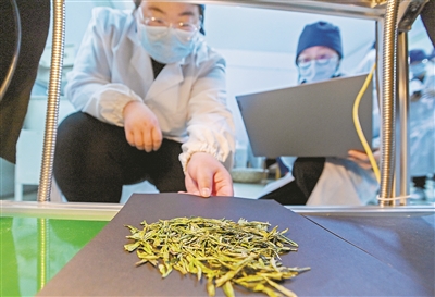 今年春茶季一群浙大“茶学生”做了近千次检测 这些检测数据可以派上大用场—— 未来智能机器也能炒出好茶叶