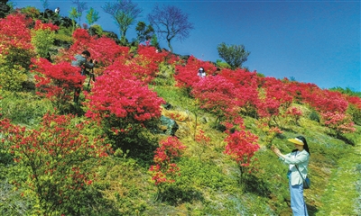 春满山头 杜鹃齐放