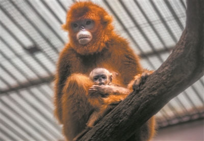 温州动物园首次成功繁育川金丝猴宝宝  新手猴妈“弯弯”上岗啦
