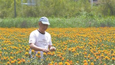 瑞安建成浙南最大染色红花种植基地  彩色夹缬生产将实现新突破