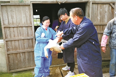 “象山白鹅”助残扶弱  43户残疾人家庭共享共富