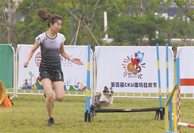 首届中国平阳宠爱嘉年华开幕  300多只世界名犬上演“速度与激情”