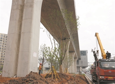 训练基地附近绿地有缺失，高架桥下乔木顶到“天花板”  迎亚运，城市绿化还需“锦上添花”