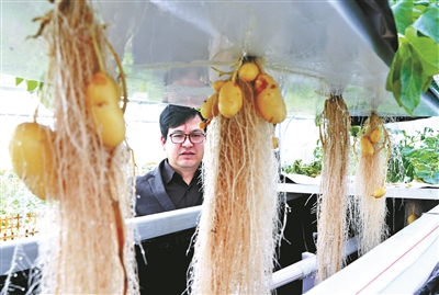 长在空气中的 土豆结薯了