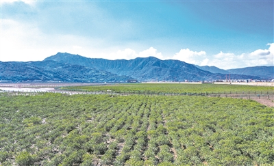 苍南红树林约占全省种植面积四分之一  入选全国典型案例 分享“南红北移”经验