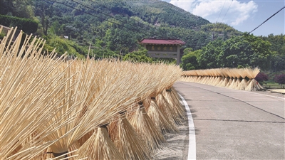 绿了竹林，也富了村民  这家毛竹粗加工厂扎根大山十余载