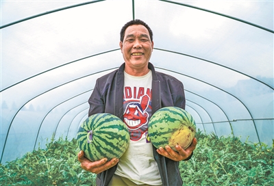 本土西瓜开始大量上市