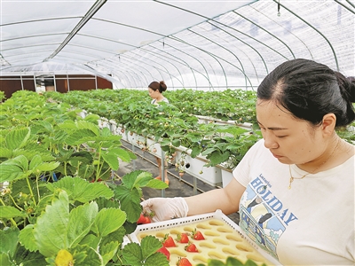 科技人才双赋能 建德草莓四季“不断更”