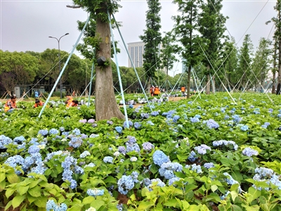 迎接杭州亚运盛会 提升道路绿化品质 新城打造“花园道路”“花海彩林”