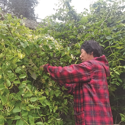 “金银花之乡”的永嘉陡门迎来收获  金银花开盼“金银”
