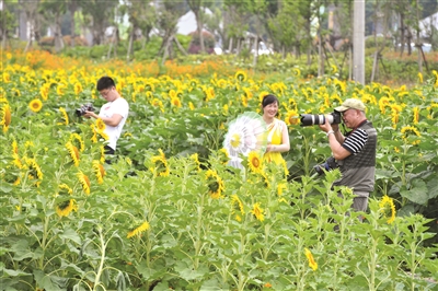 全市整治城乡环境提升城市品质成效明显 昔日荒地变花海 白山福田展新颜