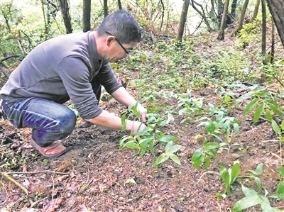 宁波松岙建成五百亩原生态“草药库”