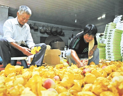 又是一年蜜桃成熟时，宁波本地水蜜桃新鲜上市