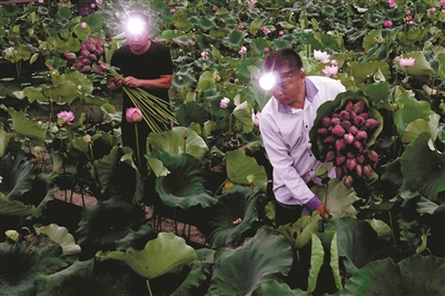 村民们戴着头灯，摸黑采摘即将开放的荷花花苞和鲜嫩莲蓬