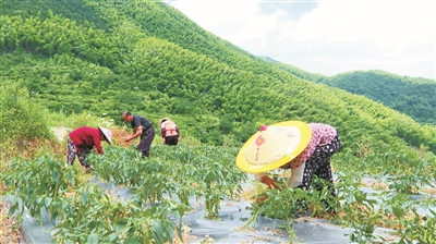 在平均海拔700多米的丽水市莲都区大港头镇小井村 山海协作让高山农户鼓了腰包