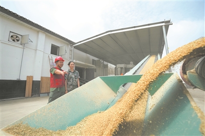 机械化提高粮食入库进度  瑞安夏粮收购已达55%