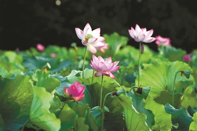 西湖莲蓬荷叶今起开卖 好运“莲莲”迎亚运