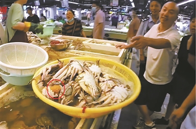 江北查获菜市场禁售的“抱卵蟹”