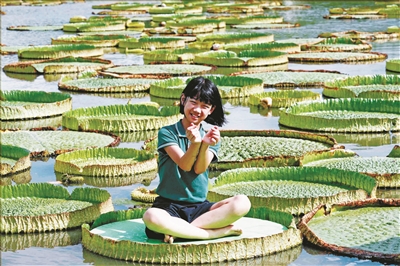 这里的叶片可载人  北仑郭巨的王莲 进入最佳观赏期
