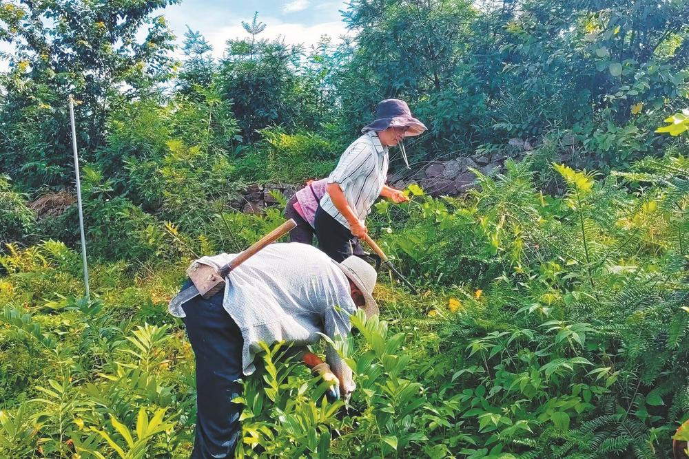 我市以“千村万元”增收帮扶工程为抓手，将生态优势转化为经济优势——  林下经济展现勃勃“森”机