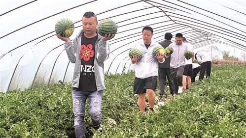 在外瓜农6万多人，撑起超150亿元产值  西瓜地里长“地瓜”
