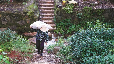 龙井茶事忙 摘秋茶贴“秋膘” 景区免费发放菜籽饼1100吨