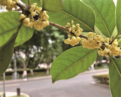 秋意正浓 桂花飘香  市区公园“赏桂地图”出炉