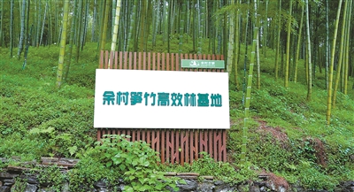 清香解渴！ 安吉这款用竹叶做的饮料 获了“金奖”